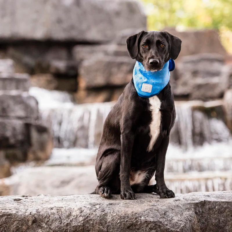 gfpet-bandana-refrescante-para-perros