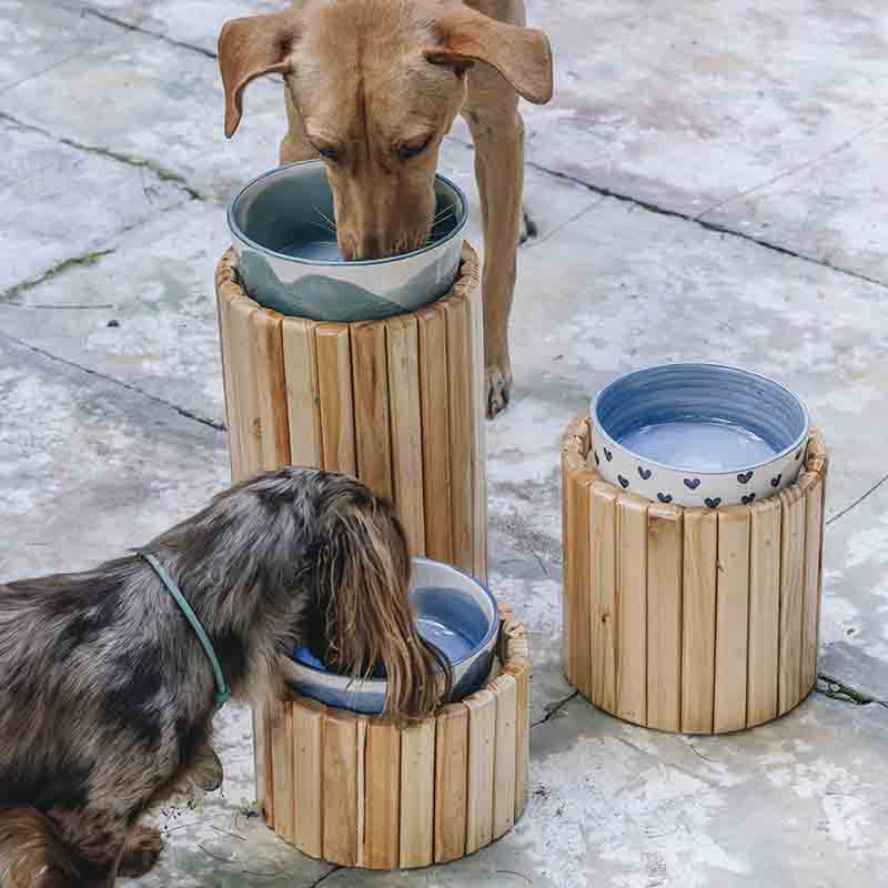 ding-dog-comedero-sencillo-bowl-azul