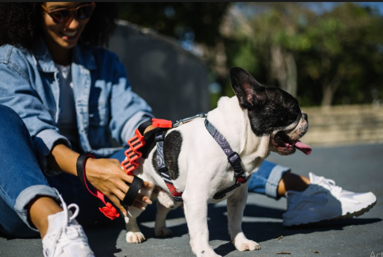 zeedog-fatboy-soft-walk-arnes