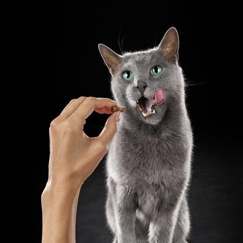 sheba-alimento-humedo-para-gato-salmon-sobre