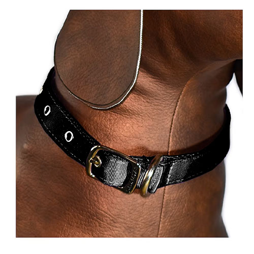 dalmatas-collar-liso-reata
