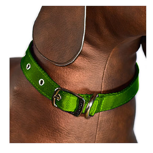 dalmatas-collar-liso-reata