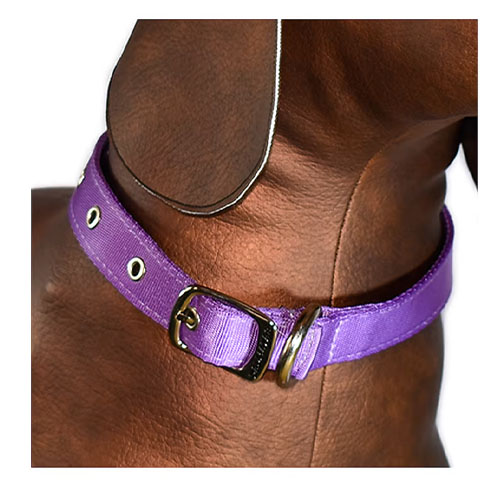 dalmatas-collar-liso-reata