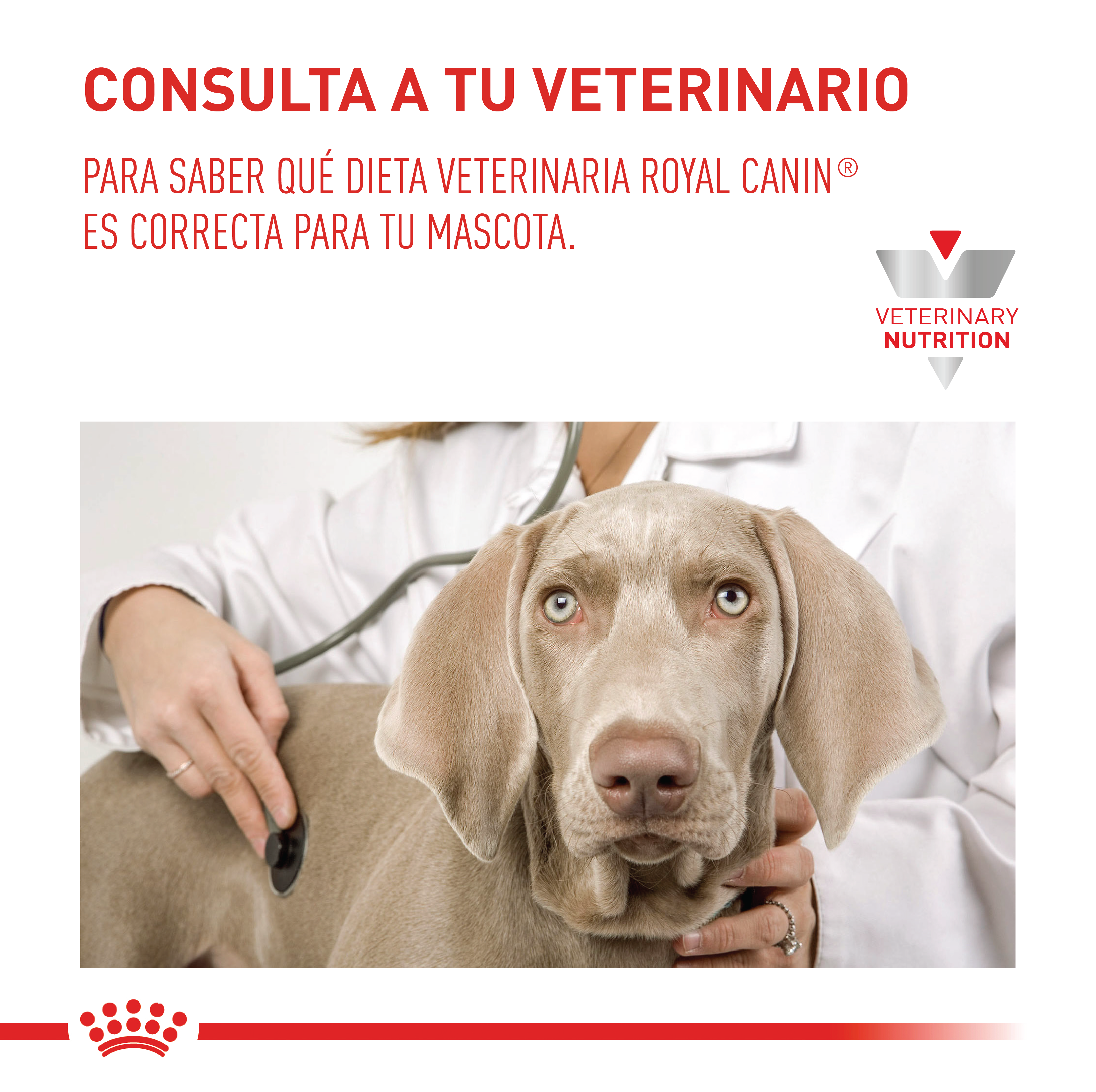 royal-canin-recovery-wet