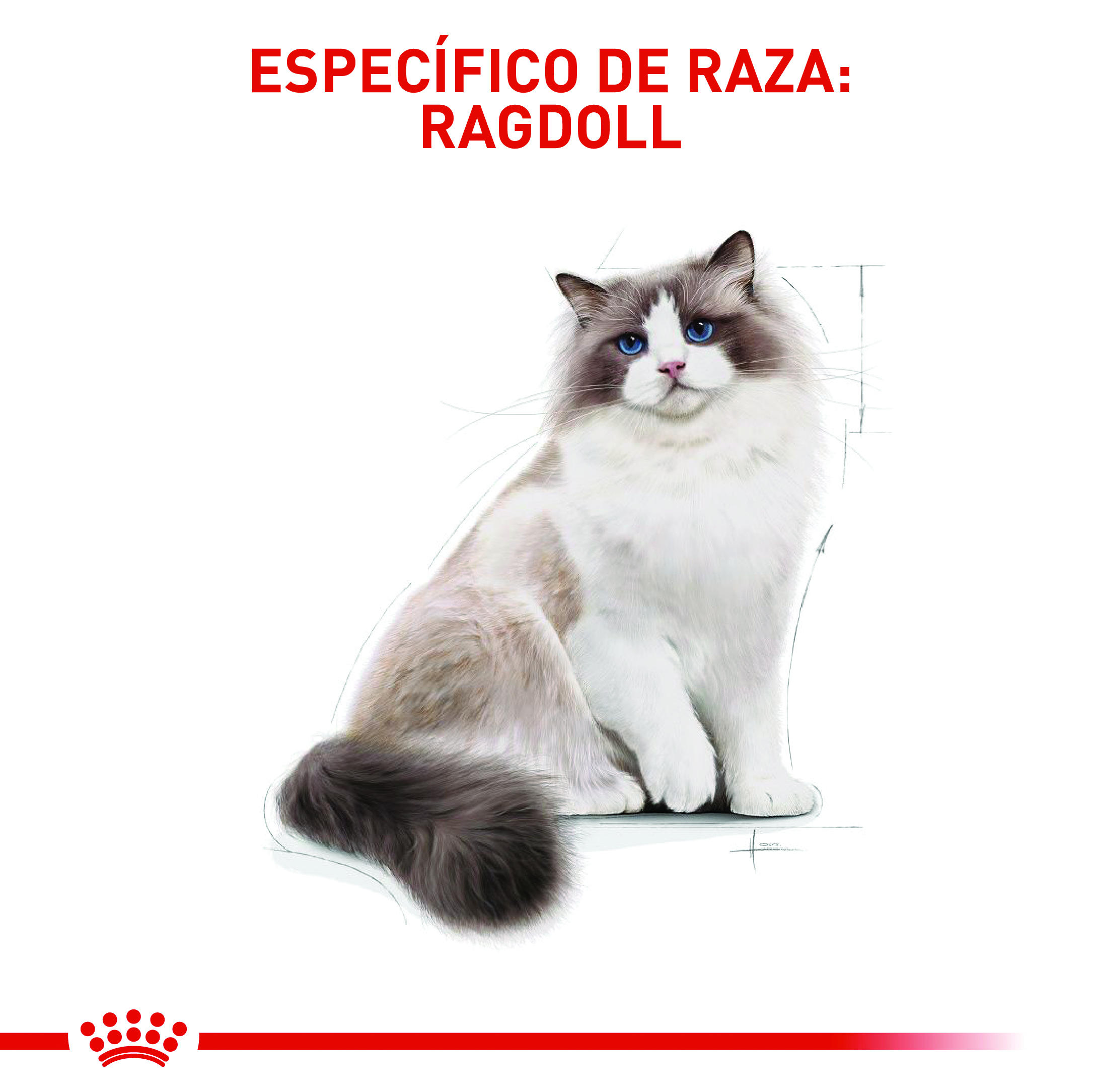 royal-canin-ragdoll-adult-feline