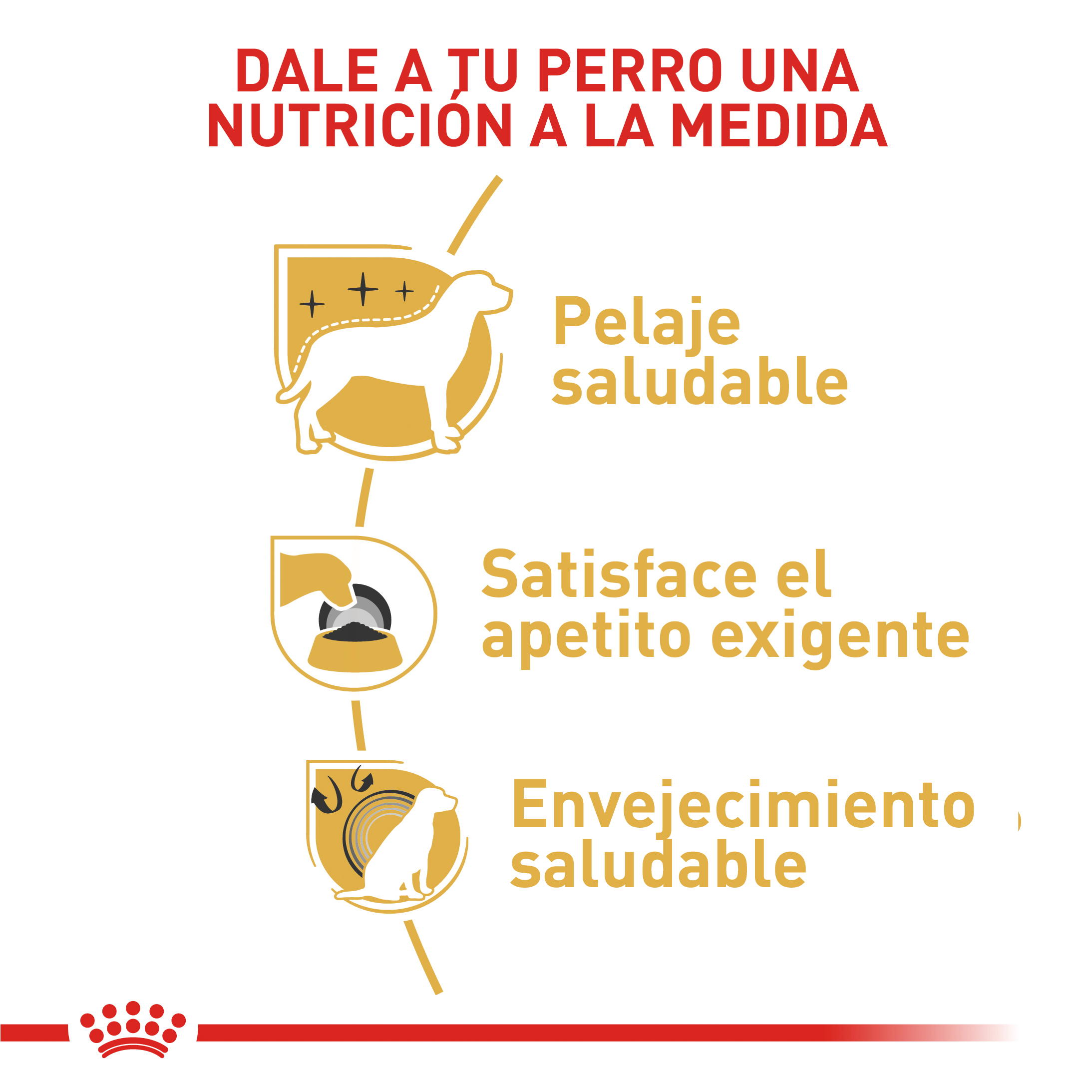 royal-canin-yorkshire-terrier-adulto