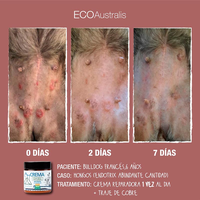 ecoaustralis-crema-reparadora-natural-matico-boldo