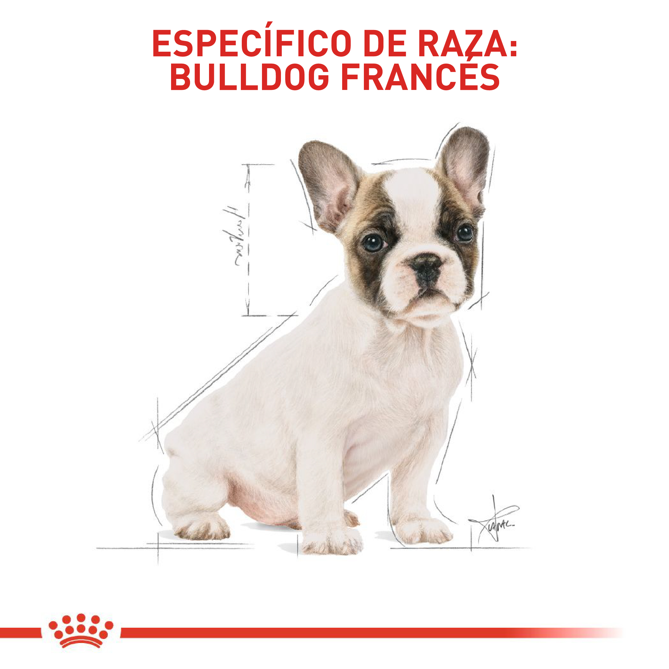 royal-canin-bulldog-frances-puppy