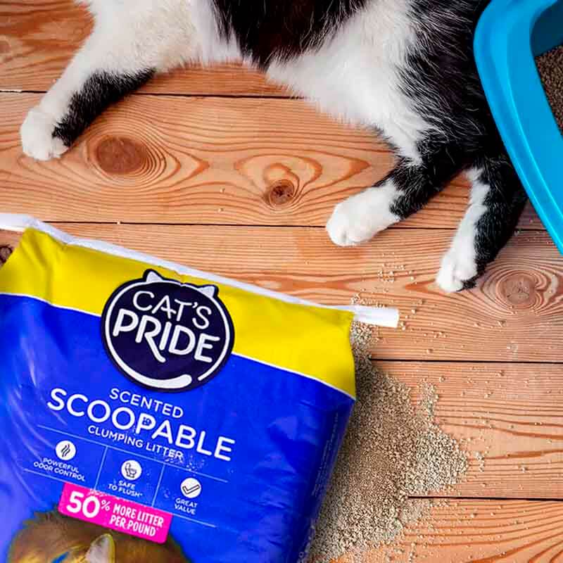 arena-cats-pride-scoopable