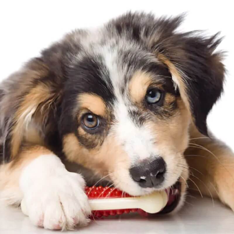 hartz-perro-chew-clean-hueso-tuff-small