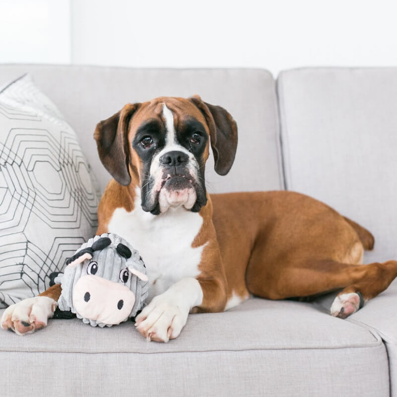 outward-hound-perro-peluche-fattiez-vaca