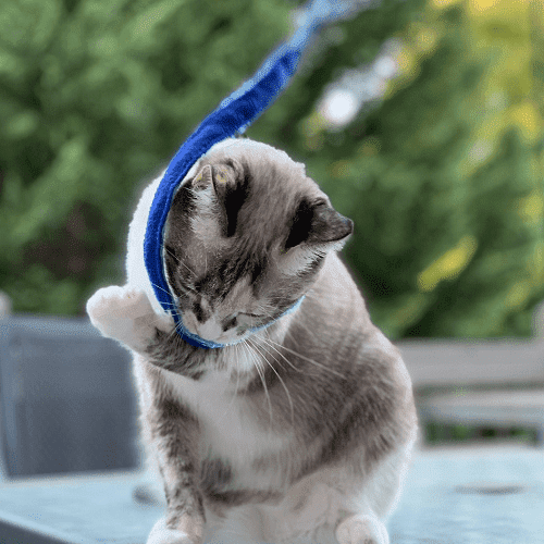 petstages-vara-lure