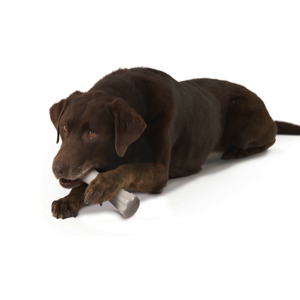 petstages-juguete-deerhorn