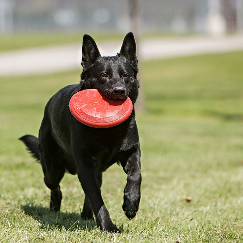 kong-classic-frisbee