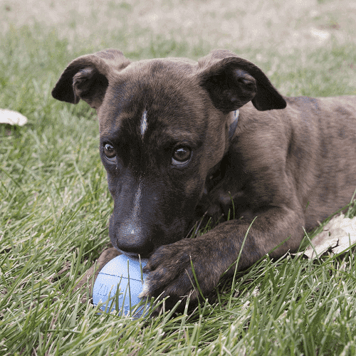 kong-puppy-pelota