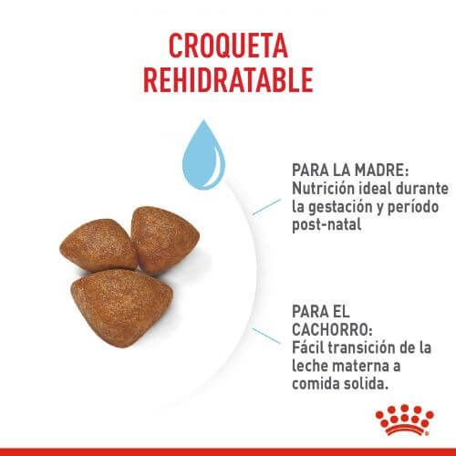 royal-canin-mini-starter-mb-dog