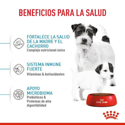 royal-canin-mini-starter-mb-dog