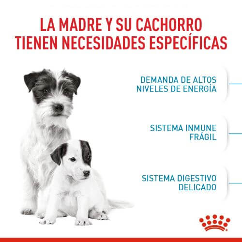 royal-canin-mini-starter-mb-dog