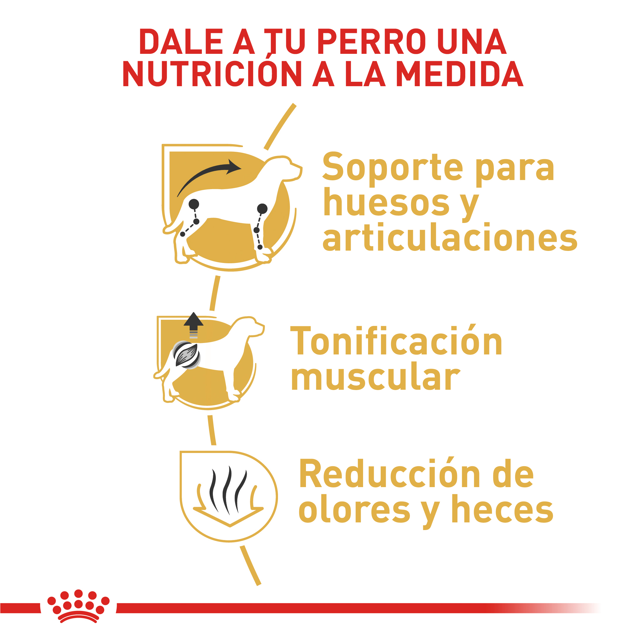 royal-canin-dachshund