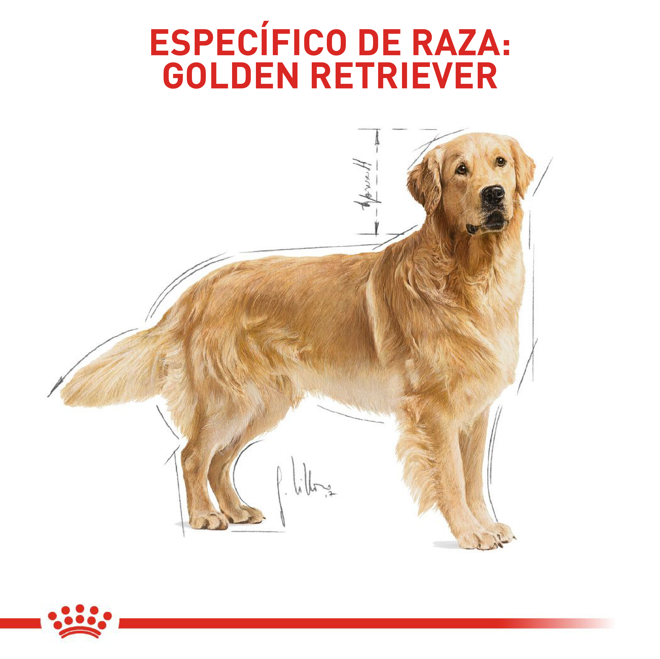 royal-canin-golden-retriever