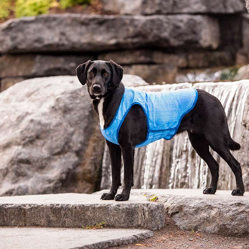 gfpet-chaleco-refrescante-para-perros