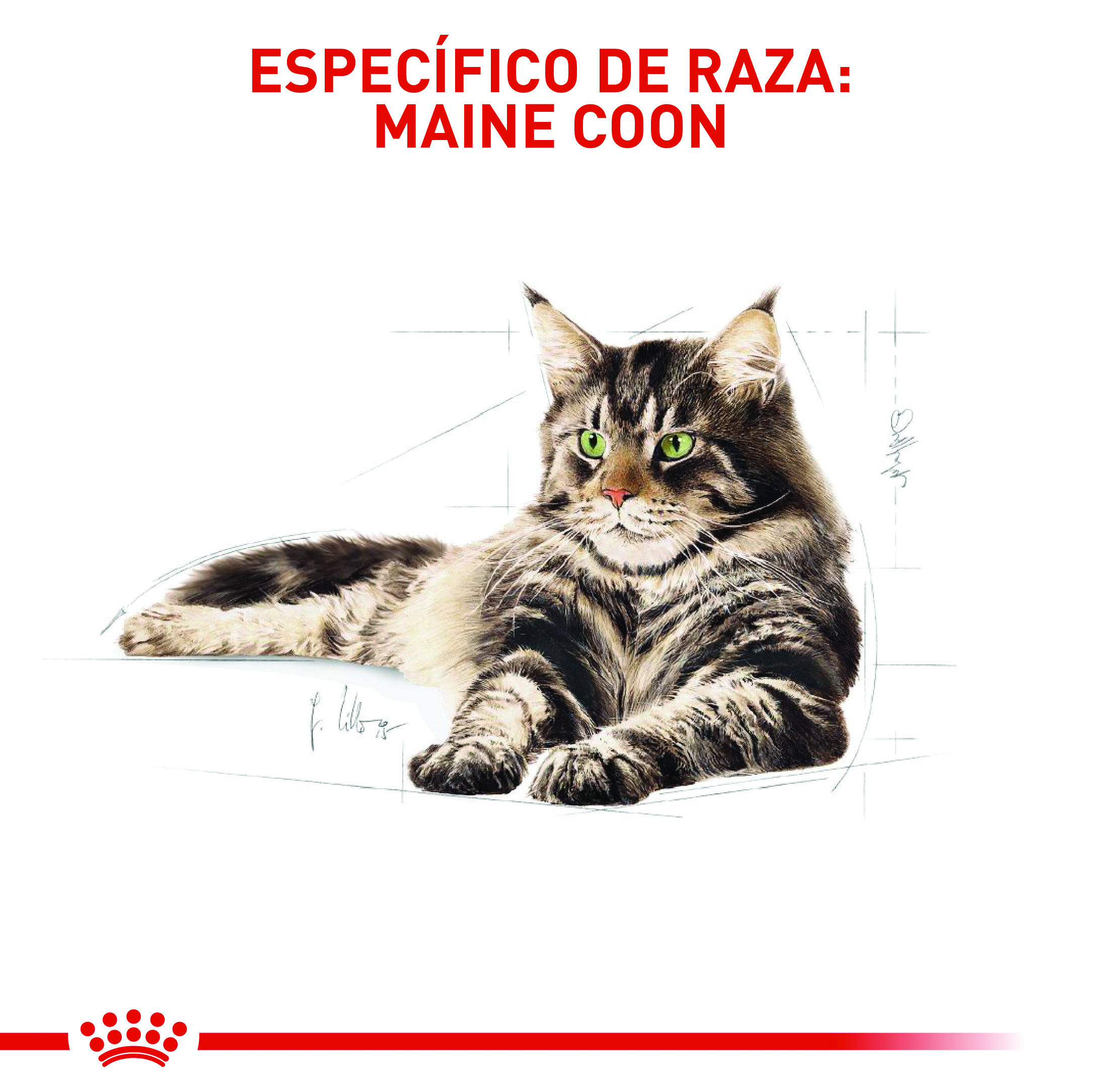 royal-canin-fbn-maine-coon-adult