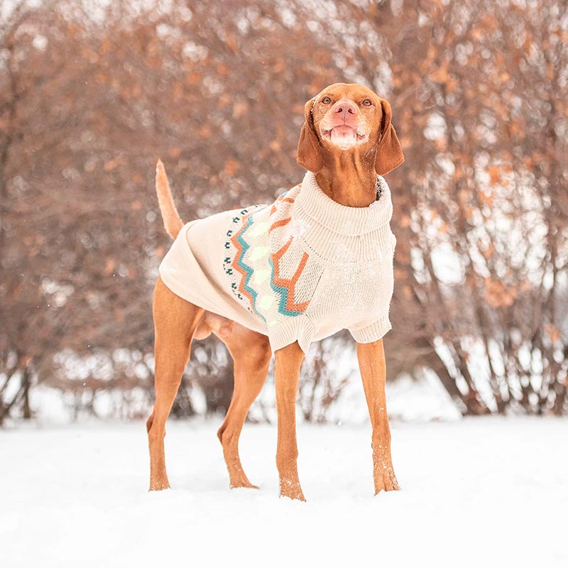 gf-pet-sweater-heritage-arena