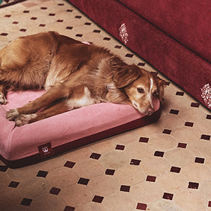 zeedog-cama-para-perros-bed-najima