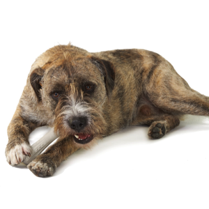 petstages-juguete-deerhorn