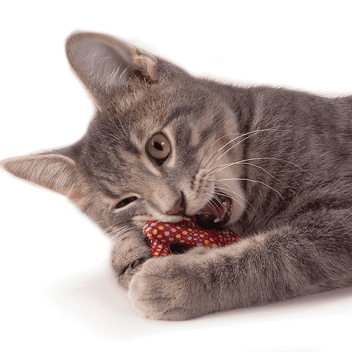 petstages-pretzel-catnip