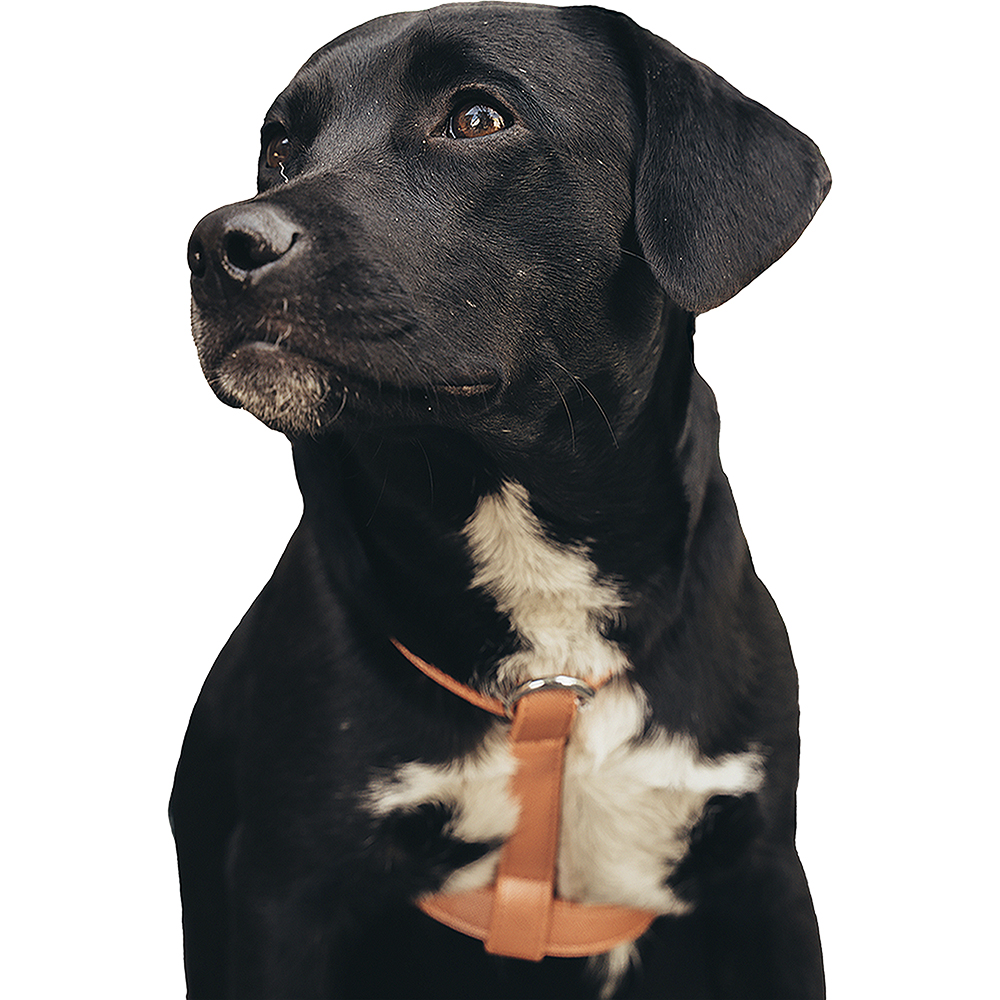 petsmasters-arnes-cuero-sintetico-importado