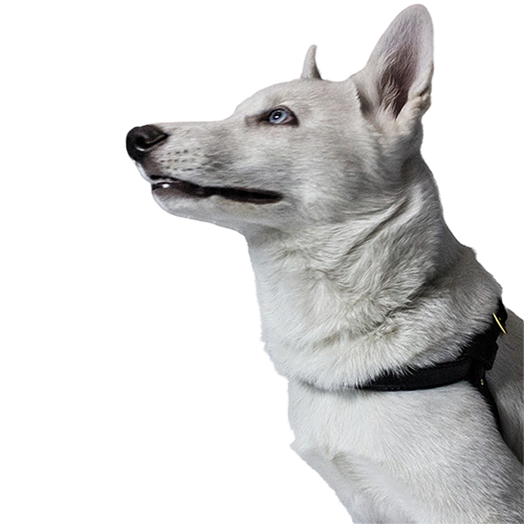 petsmasters-pechera-cuero-sintetico-dos-piezas-importado