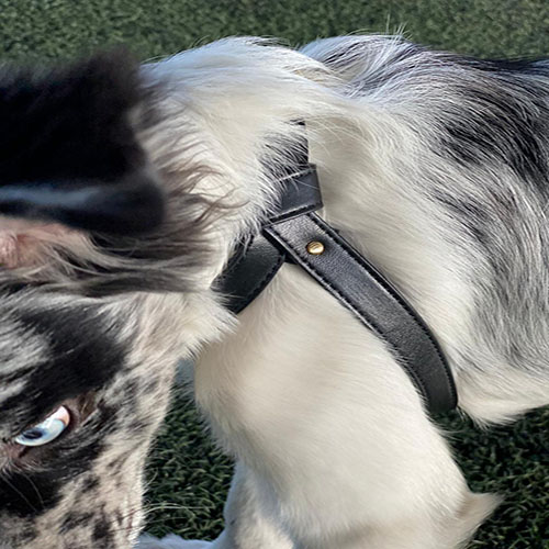 petsmasters-pechera-cuero-sintetico-dos-piezas-importado