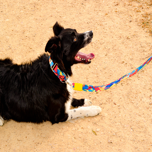 bellcher-collar-martingale-malverk