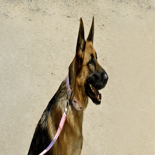 Bellcher - Collar Martingale Flores Paris Claro Violeta