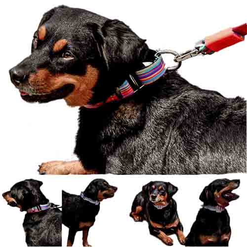 bellcher-collar-martingale-coldplay