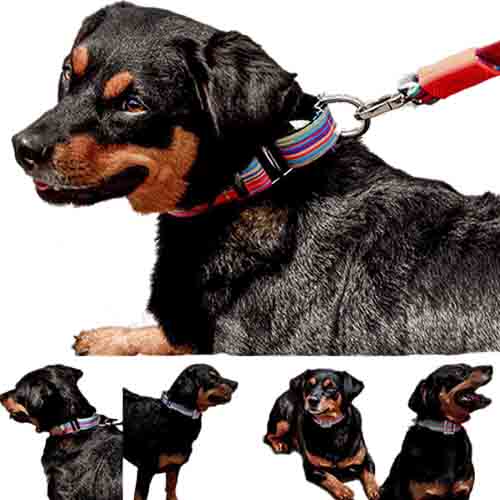 bellcher-collar-martingale-coldplay