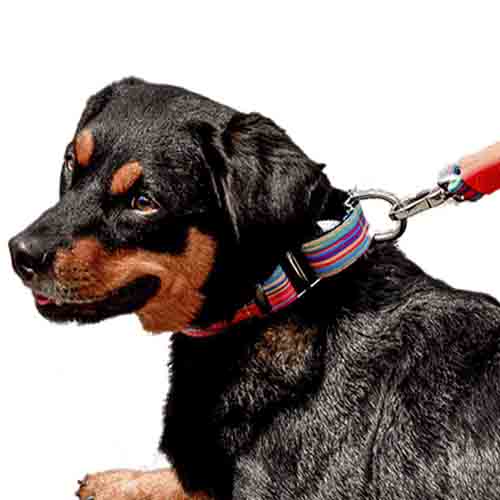 bellcher-collar-martingale-coldplay
