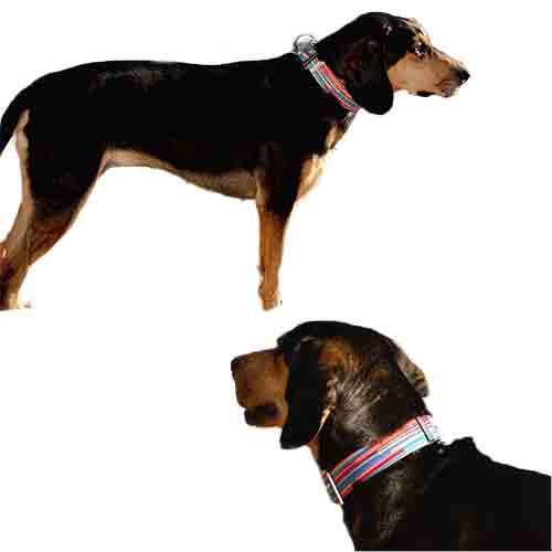bellcher-collar-martingale-coldplay