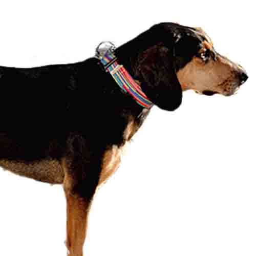 bellcher-collar-martingale-coldplay