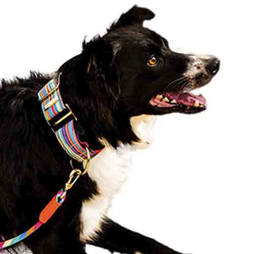 bellcher-collar-martingale-coldplay