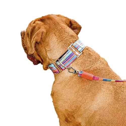 bellcher-collar-martingale-coldplay