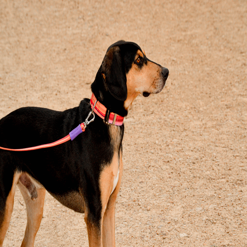 bellcher-collar-martingale-desierto-purpura