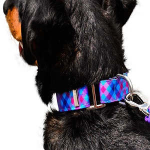 bellcher-collar-martingale-escoces-violeta