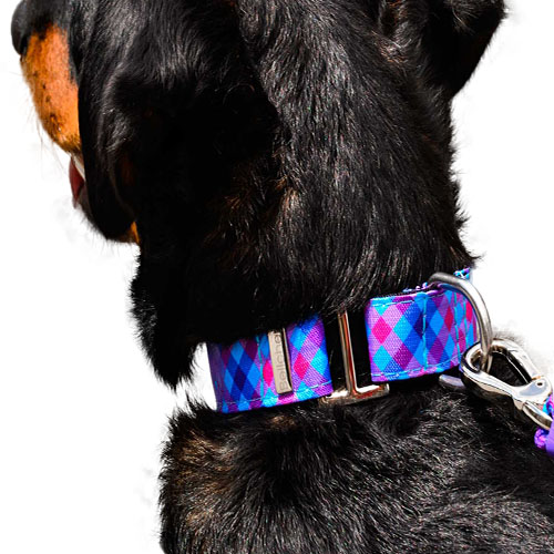 bellcher-collar-martingale-escoces-violeta