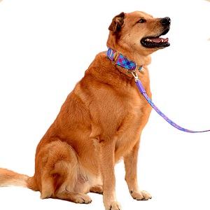 bellcher-collar-martingale-escoces-violeta