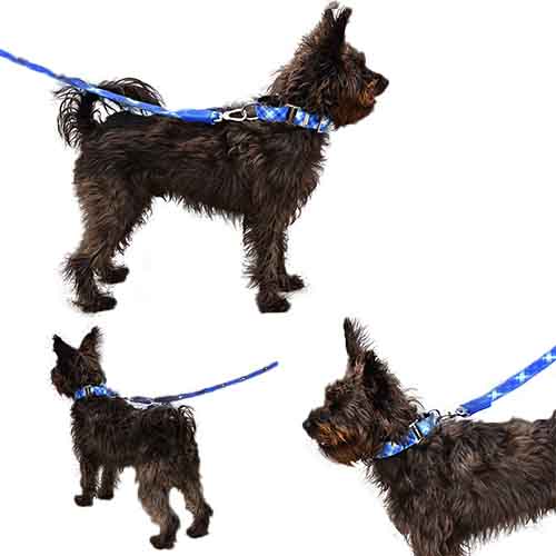 bellcher-collar-martingale-escoces-azul-claro-violeta-entrega-en-3-dias-habiles
