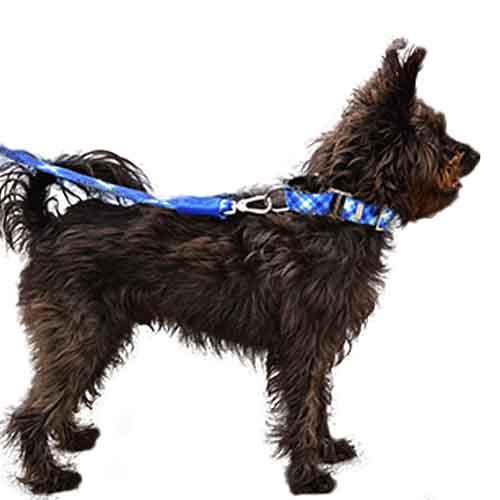 bellcher-collar-martingale-escoces-azul-claro-violeta-entrega-en-3-dias-habiles