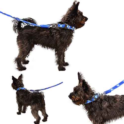 bellcher-collar-martingale-escoces-azul-claro-violeta-entrega-en-3-dias-habiles