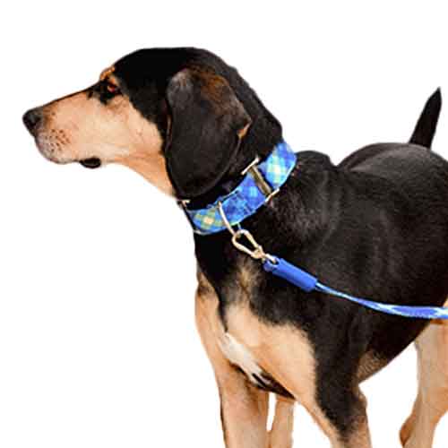 bellcher-collar-martingale-escoces-azul-claro-violeta-entrega-en-3-dias-habiles